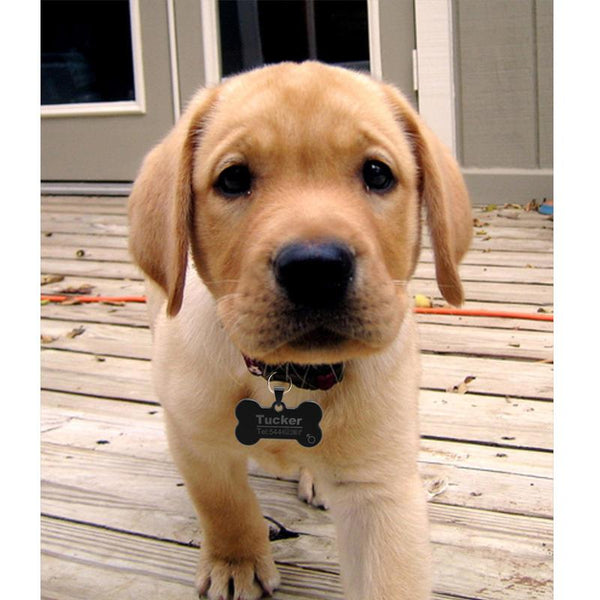 FLOWGOGO Anti-lost Stainless Steel Dog ID Tag Engraved Pet Cat Puppy Dog Collar Accessories Telephone Name Tags Pet ID Tags